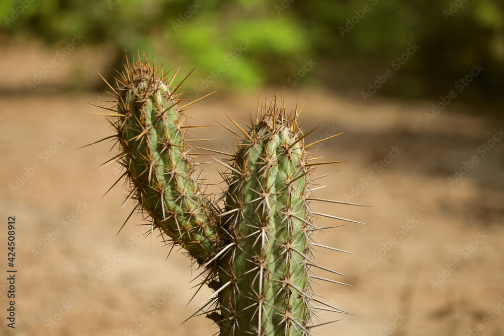 
Cactus