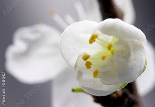Fototapeta Naklejka Na Ścianę i Meble -  close-up spring blossom on a  background