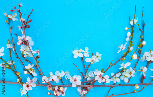 Blooming sakura branches on a blue background. Beautiful spring composition. Mockup for text