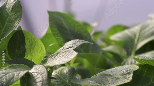 Close up of a green leafed plant being watered in a garden greenhouse or polytunnel photo