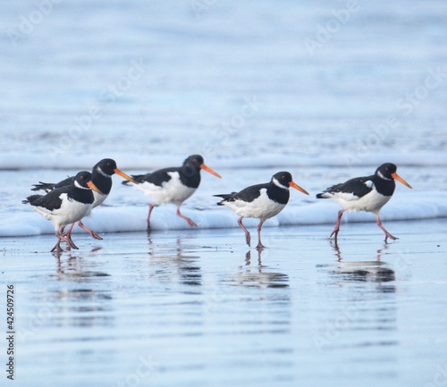 Foto oystercatchers