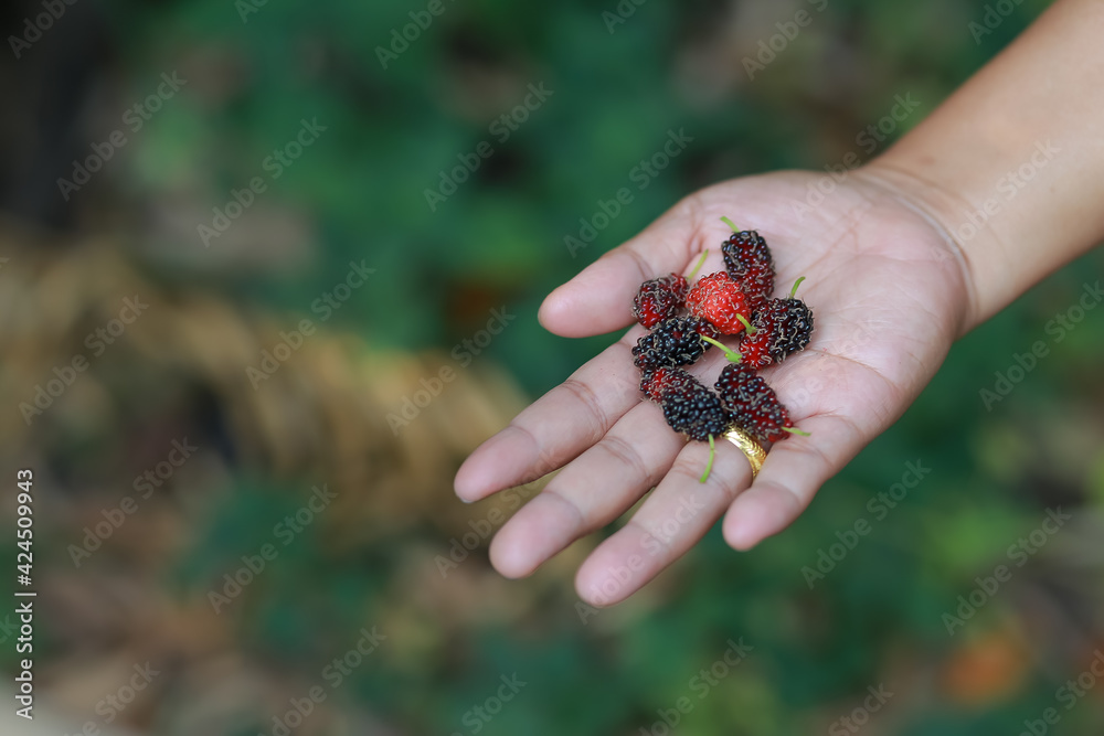 The fresh mulberry in the hands of the merchants picked from the colorful trees to eat the fruit, adding freshness and many benefits. Has medicinal properties