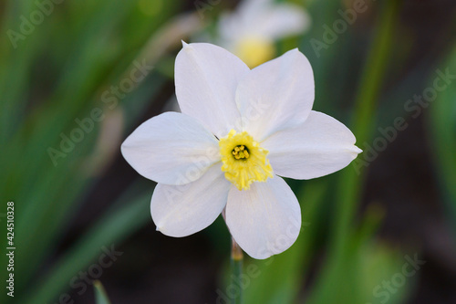 one white daffodil flower against a background of a green flower bed
