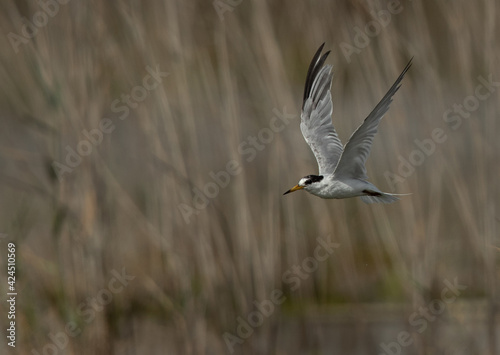 Little Tern flying at Asker marsh, Bahrain © Dr Ajay Kumar Singh