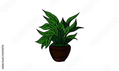 Plant transformation vectors are plasmids that have been specifically designed to facilitate the generation of transgenic plants. ... coli, a common lab bacterium, and Agrobacterium tumefaciens, a bac