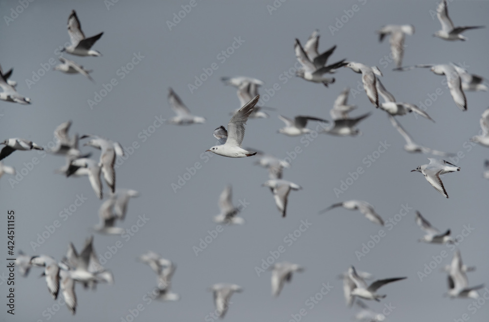 A flock of Black-headed gulls flying at Asker marsh, Bahrain