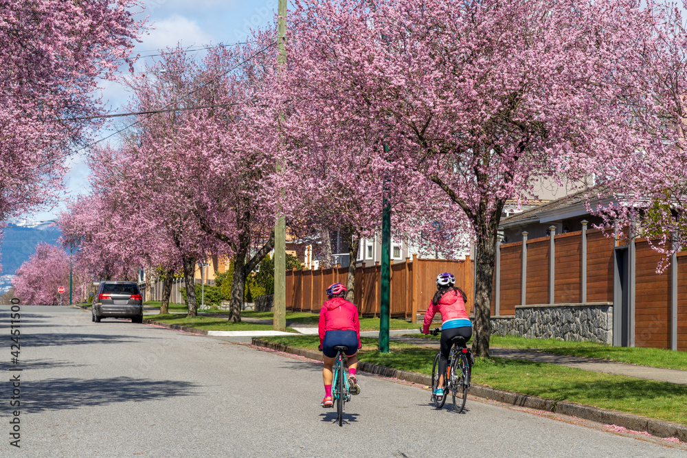Fototapeta premium Vancouver city cherry blossom. Residents are riding bicycles in West 22nd Avenue, Arbutus Ridge residential neighbourhood. BC, Canada.