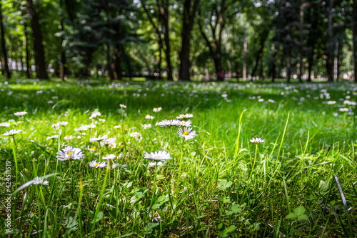 Green glade with daisy flowers in a city, European park.