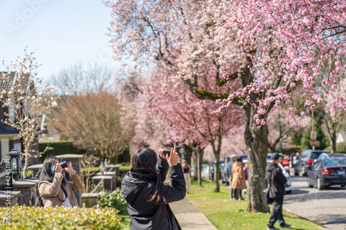 People are taking pictures and enjoy the cherry blossom in West 22nd Avenue, Arbutus Ridge residential neighbourhood. Vancouver city, Canada.