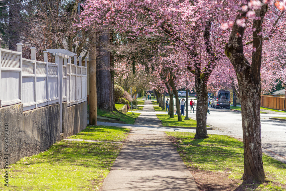 Vancouver city cherry blossom in beautiful full bloom in Arbutus Ridge residential neighbourhood. BC, Canada. Vancouver city cherry blossom in beautiful full bloom in Arbutus Ridge residential neighbourhood. BC, Canada.