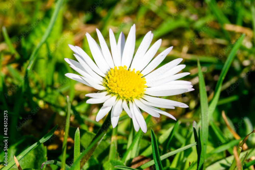 Obraz premium Gänseblume