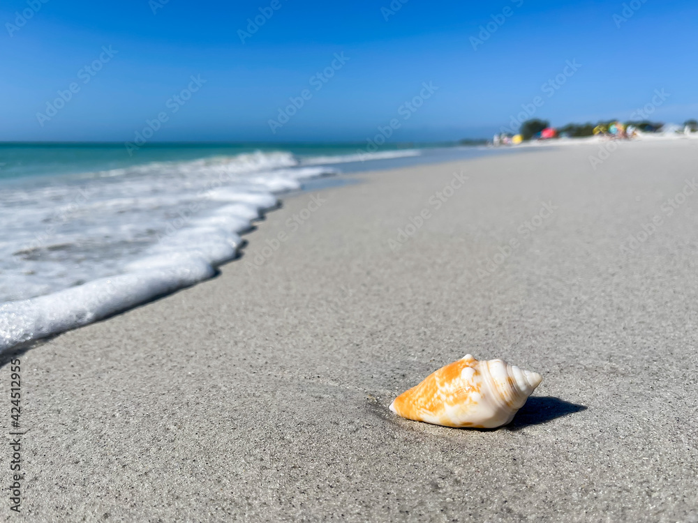 Sea shell on sandy Florida beach. Seashell by the seashore on a sunny summer day. Sea shell on sandy Florida beach. Seashell by the seashore on a sunny summer day.