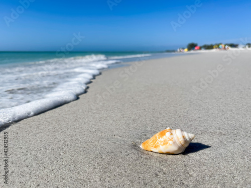 Sea shell on sandy Florida beach. Seashell by the seashore on a sunny summer day.