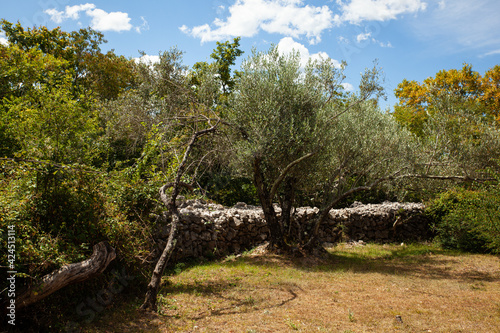 View of olive grove in Omišalj, Croatia