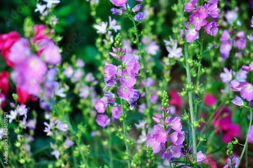 Snap Dragons