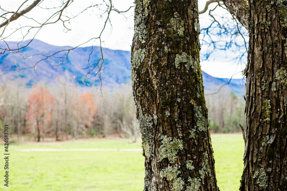 Obraz premium Beautiful field and mountains in Cades Cove in the Great Smoky Mountains