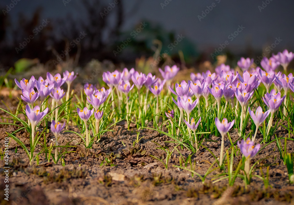 Fototapeta premium Spring purple crocuses bloom in the garden.