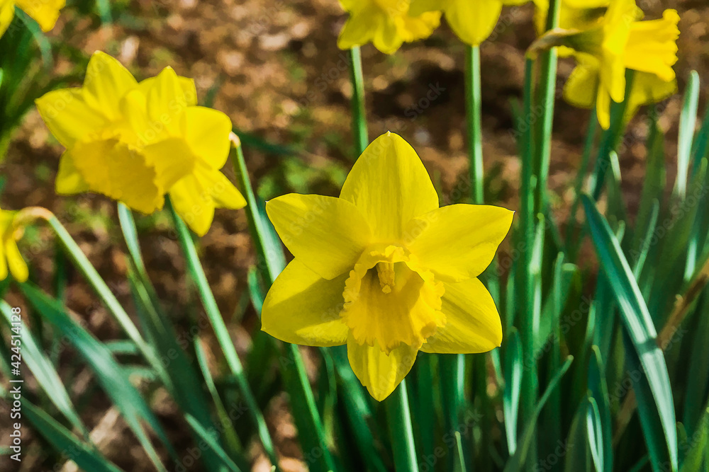 Daffodil Flower Macro