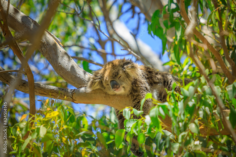 Closeup of koala, Phascolarctos cinereus, sleeping on a tree of eucalyptus. Wild Koala outdoor in the wilderness. Yanchep National Park in Western Australia.
