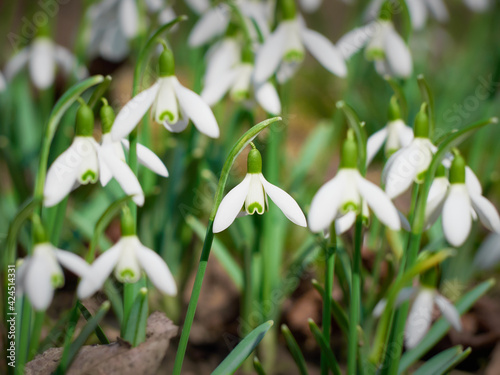 Blooming snowdrops in the springtime.