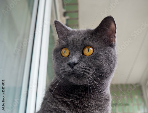 Portrait of a gray cat close up.