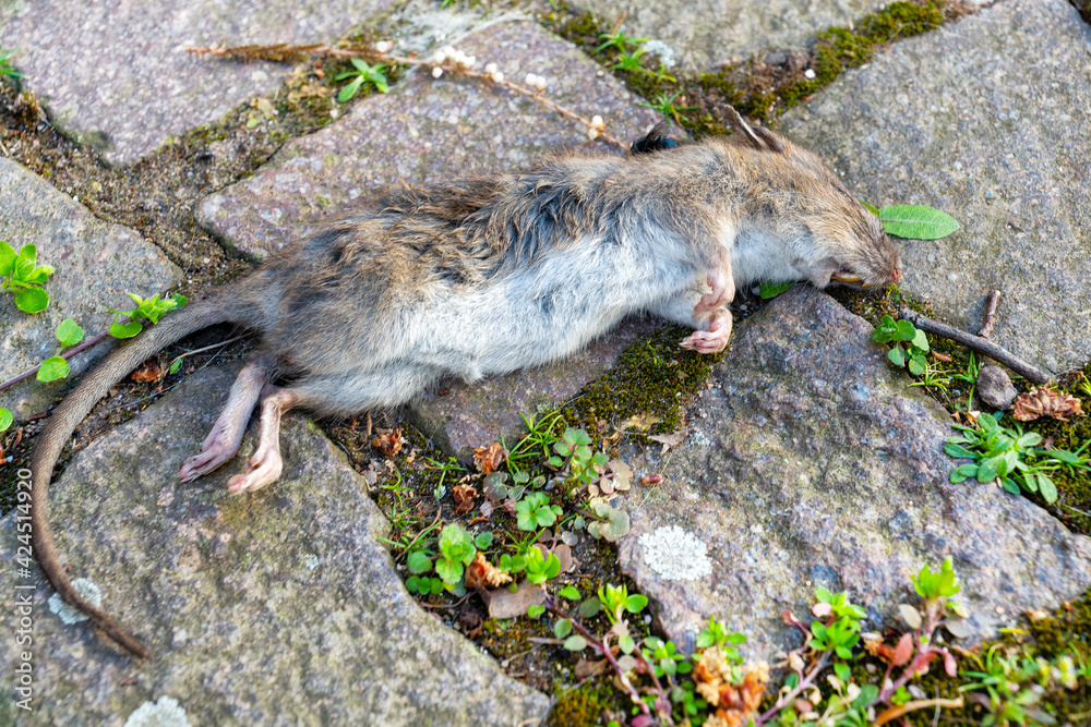 Obraz premium Dead rat on a paved walkway