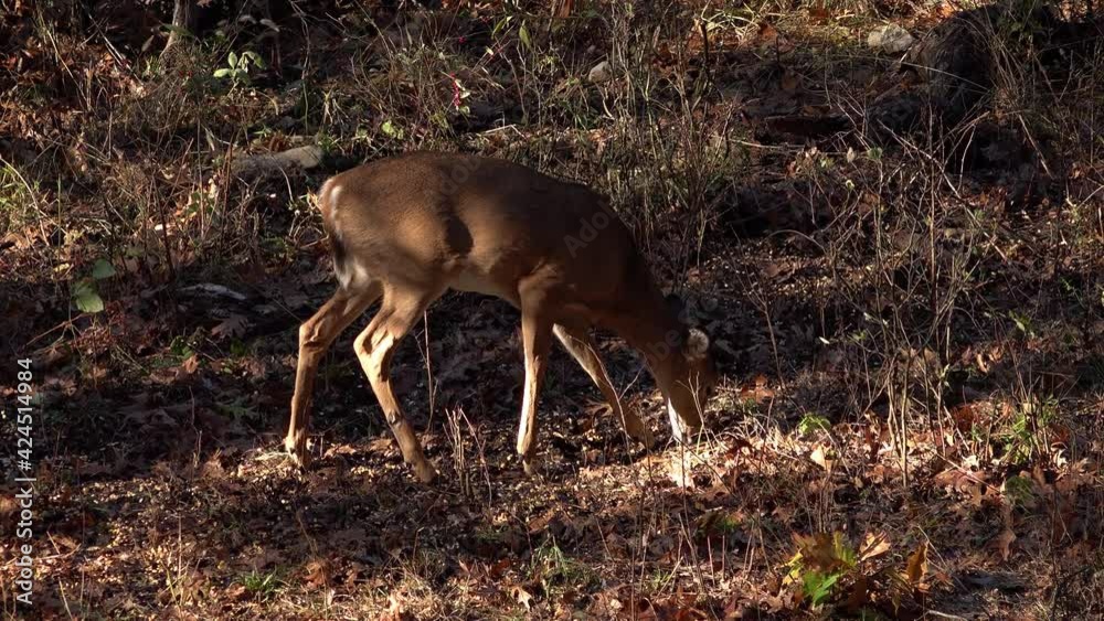 Young Antlerless Whitetail Deer Feeding in the Woods Young Antlerless Whitetail Deer Feeding in the Woods