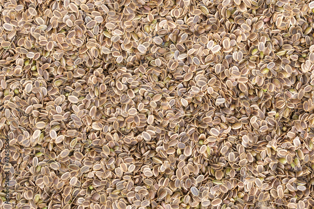 different spices dill close up. Textures of colorful spices and condiments different spices dill close up. Textures of colorful spices and condiments