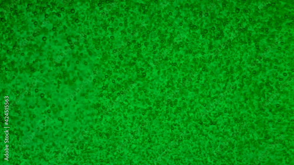 Bubbles float to the surface of green water Bubbles float to the surface of green water