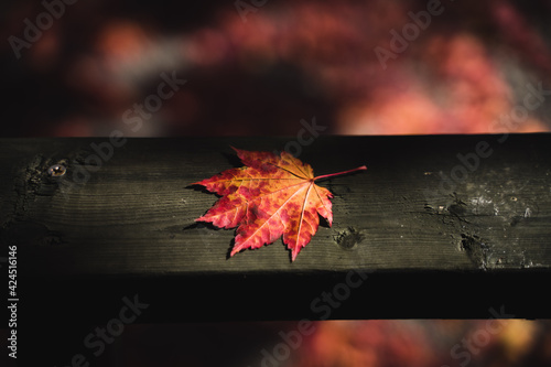 Autumn's Maple leaf on a wooden frame