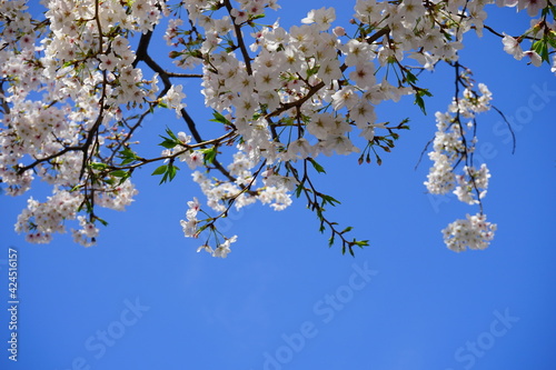 Beautiful cherry blossom sakura in spring time over blue sky at Ginza district in Tokyo prefecture, Japan. Copy space - 桜 銀座 東京 日本	
