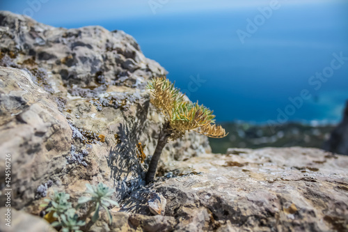A little tree grows on high mountain. Lonely little tree on rock over sea. Crimea © decorator