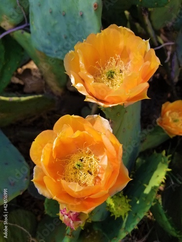 Cactus Blossoms
