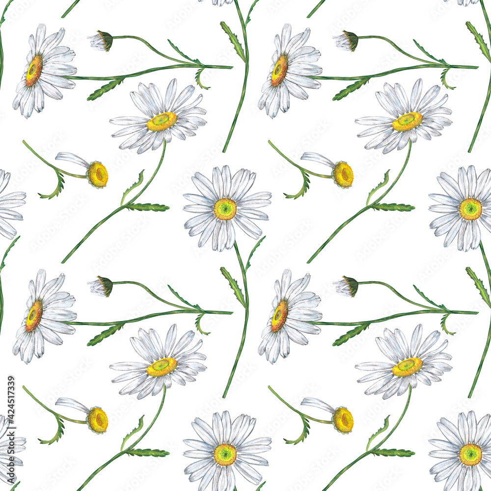 Spring, summer floral seamless pattern of white garden daisy flowers on steam with leaves. Chamomile fabric design. Wedding decor. Watercolor hand painted isolated elements on white background.