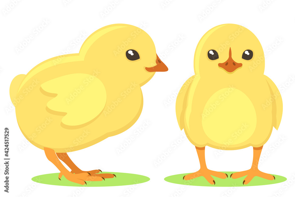 Set of little chicks on a white background. The character
