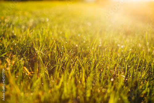 Valokuva field of yellow grass