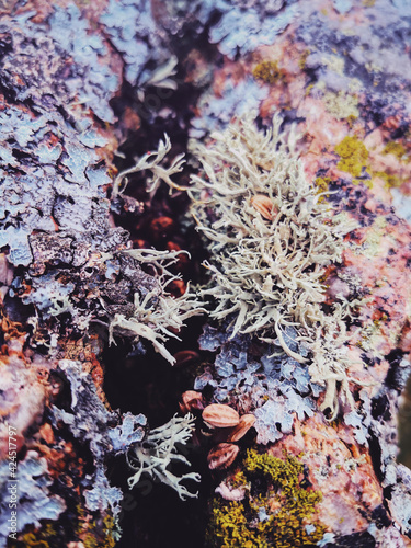 Lichen fungus growing on branch. Air pollution indicators. Colorful composition of fungus made by nature.