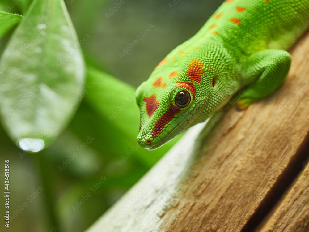 Fototapeta premium green lizard on a tree