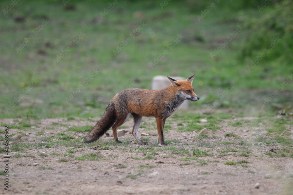 fox in horse field fox in horse field