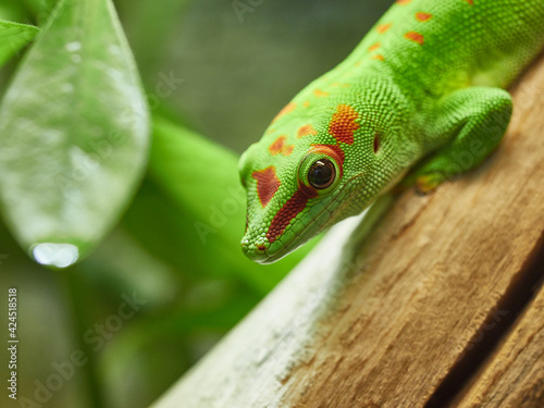 green lizard on a tree