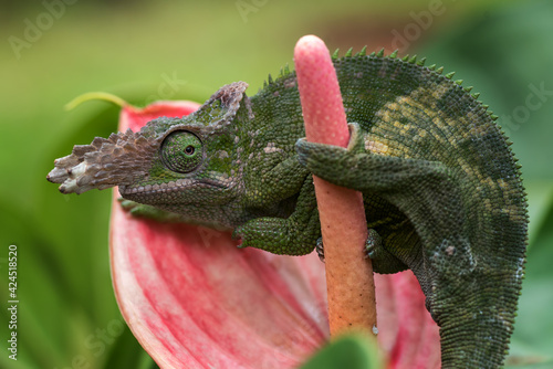 Close-up of a fischer chameleon on  a flower, Indonesia photo