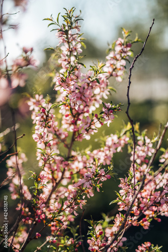 blossom in spring © Дарья Полева