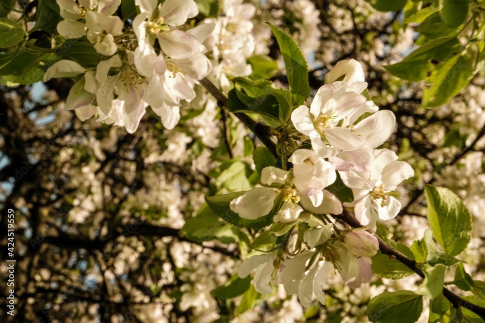 tree blossom tree blossom
