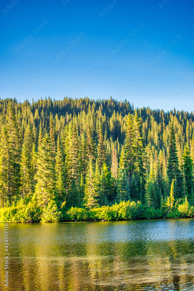Forest around Mount Rainier in summer season
