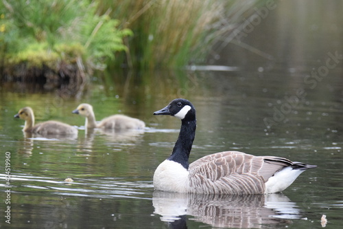 country goose family