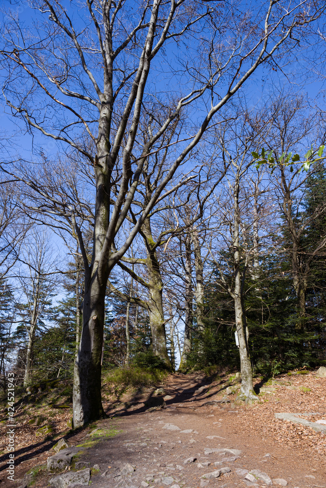 The hiking trail around the Battert mountain in Baden Baden. A really beautiful trail. Baden Wuerttemberg, Germany, Europe The hiking trail around the Battert mountain in Baden Baden. A really beautiful trail. Baden Wuerttemberg, Germany, Europe