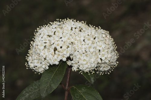 Viburnum tinus the laurustinus laurustine or laurestine shrub dark green leaves cerulean-looking cream-white flowers with yellow stamens and pistil macro with great detail photo