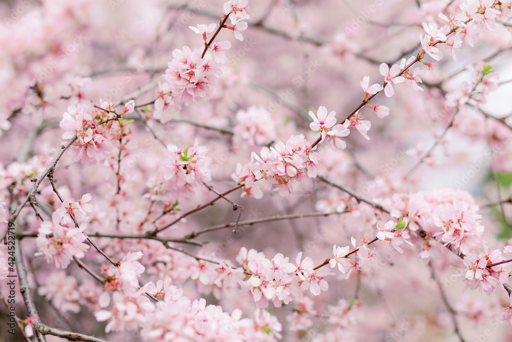 blooming pink sakura flowers on a tree branch. the concept of spring and the beginning of flowering. Selected focus and blurred background. blooming pink sakura flowers on a tree branch. the concept of spring and the beginning of flowering. Selected focus and blurred background.
