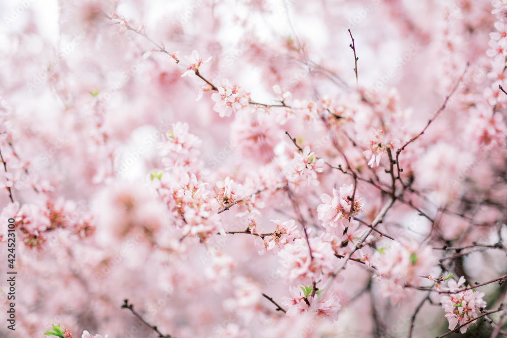 Beautiful spring cherry blossom with fading in to pastel pink and white background. Shallow depth of field and selective focus.