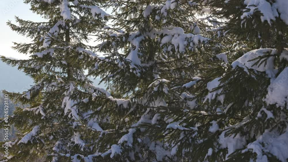 Close-up of evergreen fluffy trees against the background of the bright winter cold sun in the beautiful snow-capped mountains of the Carpathians Close-up of evergreen fluffy trees against the background of the bright winter cold sun in the beautiful snow-capped mountains of the Carpathians